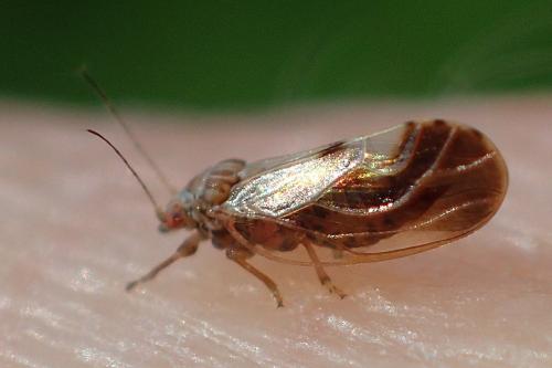 Réf. 230 261 : Cacopsylla fulguralis